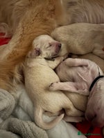 Golden Retriever dogs - Advert 3