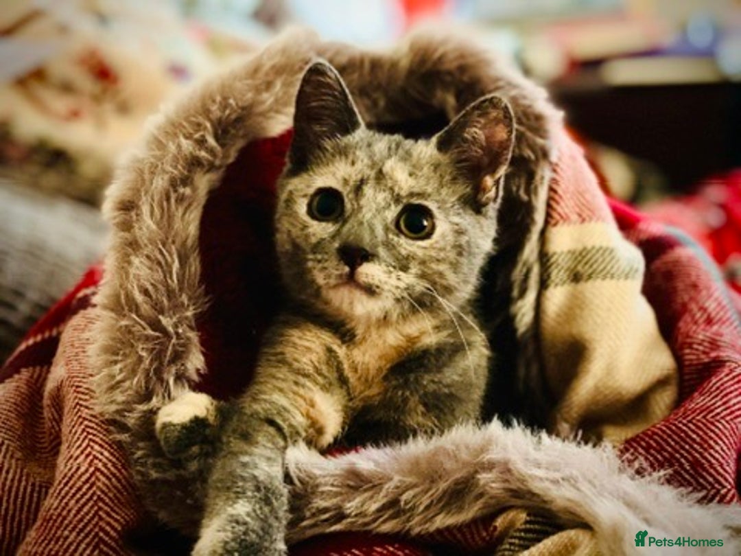 Mixed Breed cats for sale: Beautiful Layla needs a new family - Advert 21