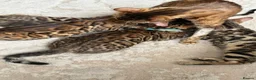 Bengal cats for sale: Pure Pedigree Bengal Kittens - Advert 3