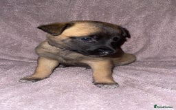 Mixed Breed dogs for sale: Belgian Malinois X Greyhound   - Image 12