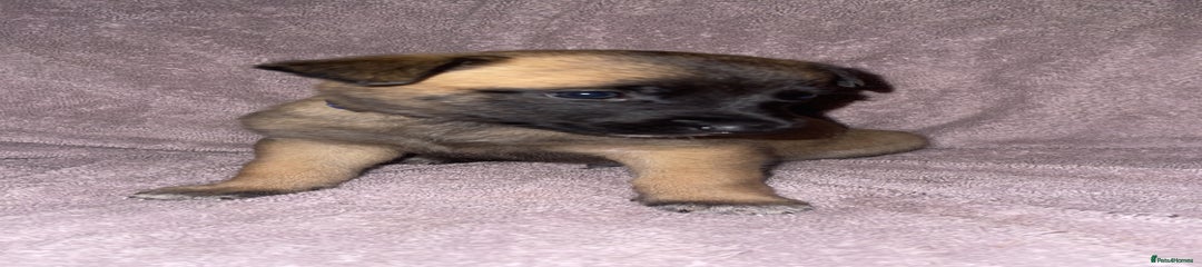 Mixed Breed Puppy 3