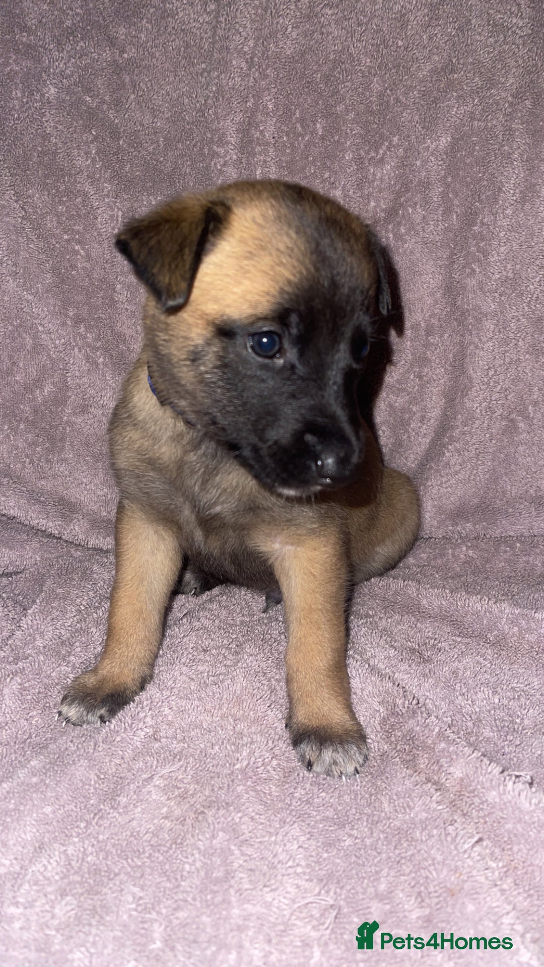 Mixed Breed dogs for sale: Belgian Malinois X Greyhound   - Image 12