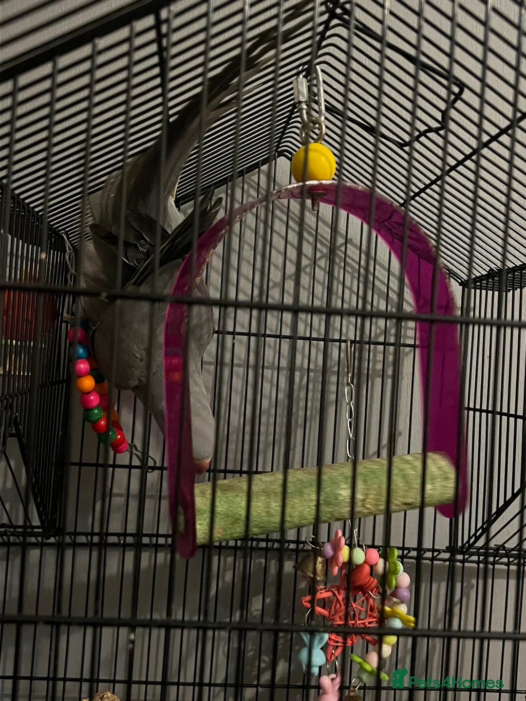 Parrots birds for sale: Beautiful Grey Indian Ringneck for Sale - Advert 6
