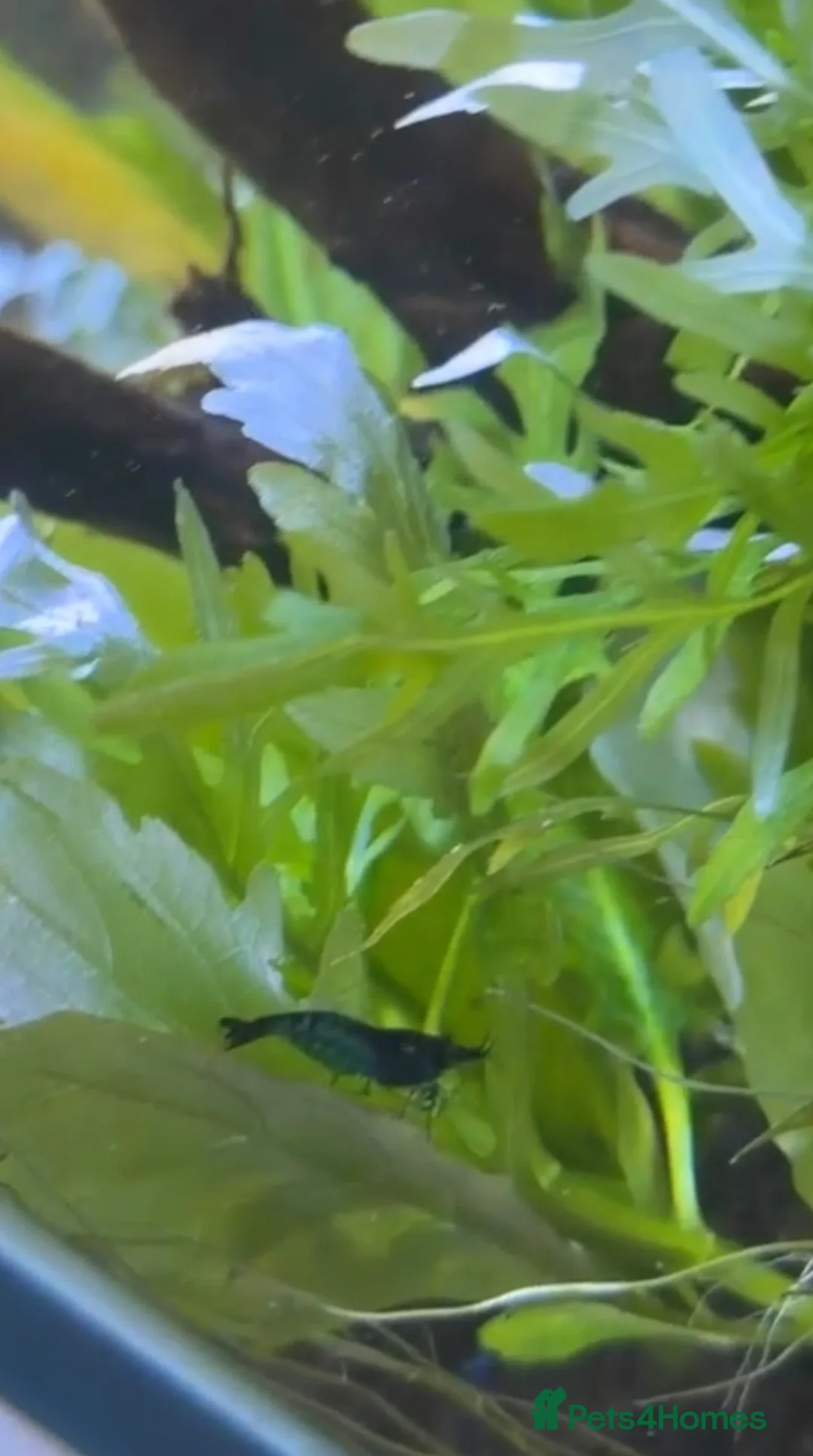 Shrimps fish for sale: BLUE DREAM SHRIMP💙 - Advert 4