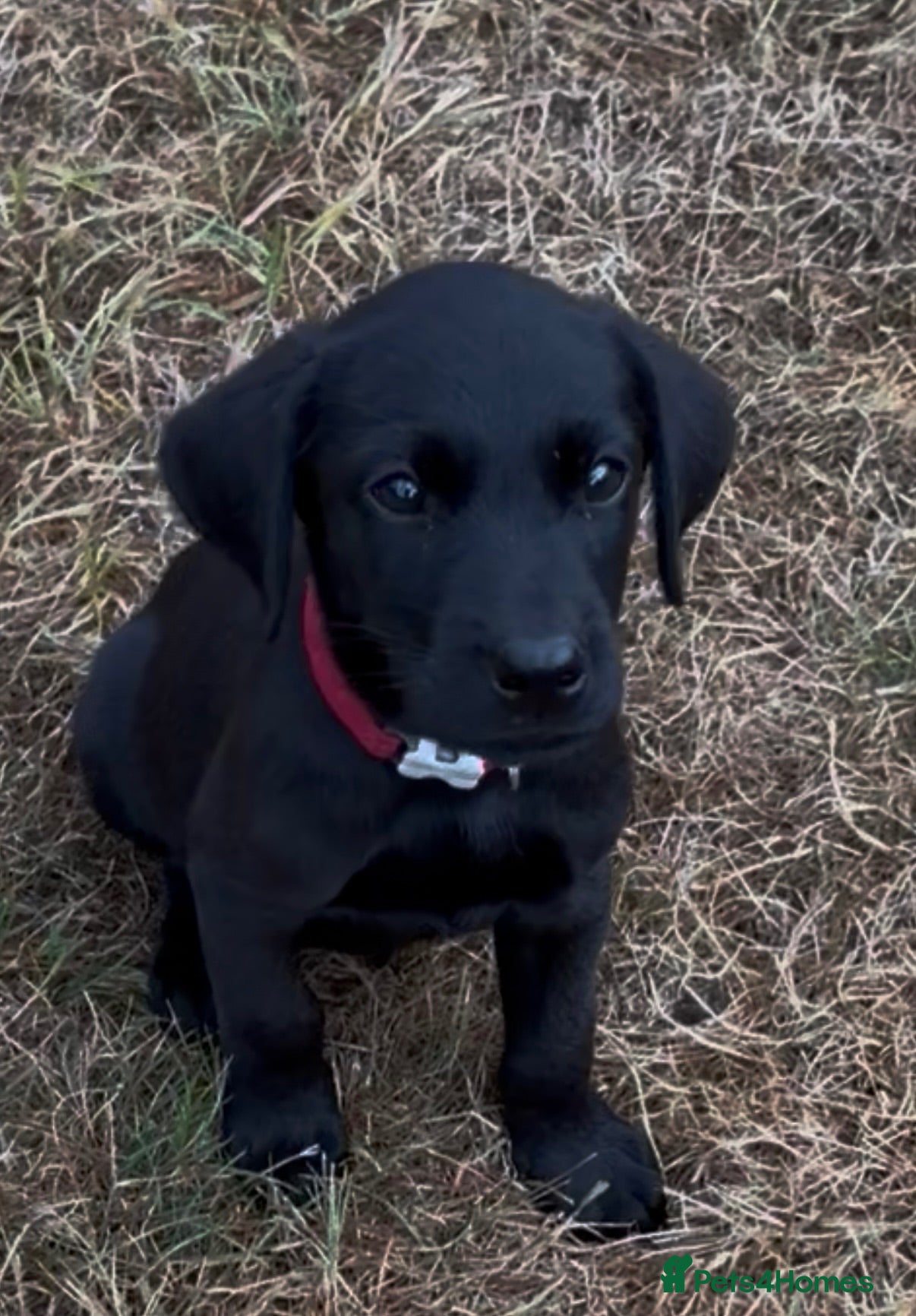 Labrador Retriever dogs 2 Boys Avaliable now for collection - Advert 2