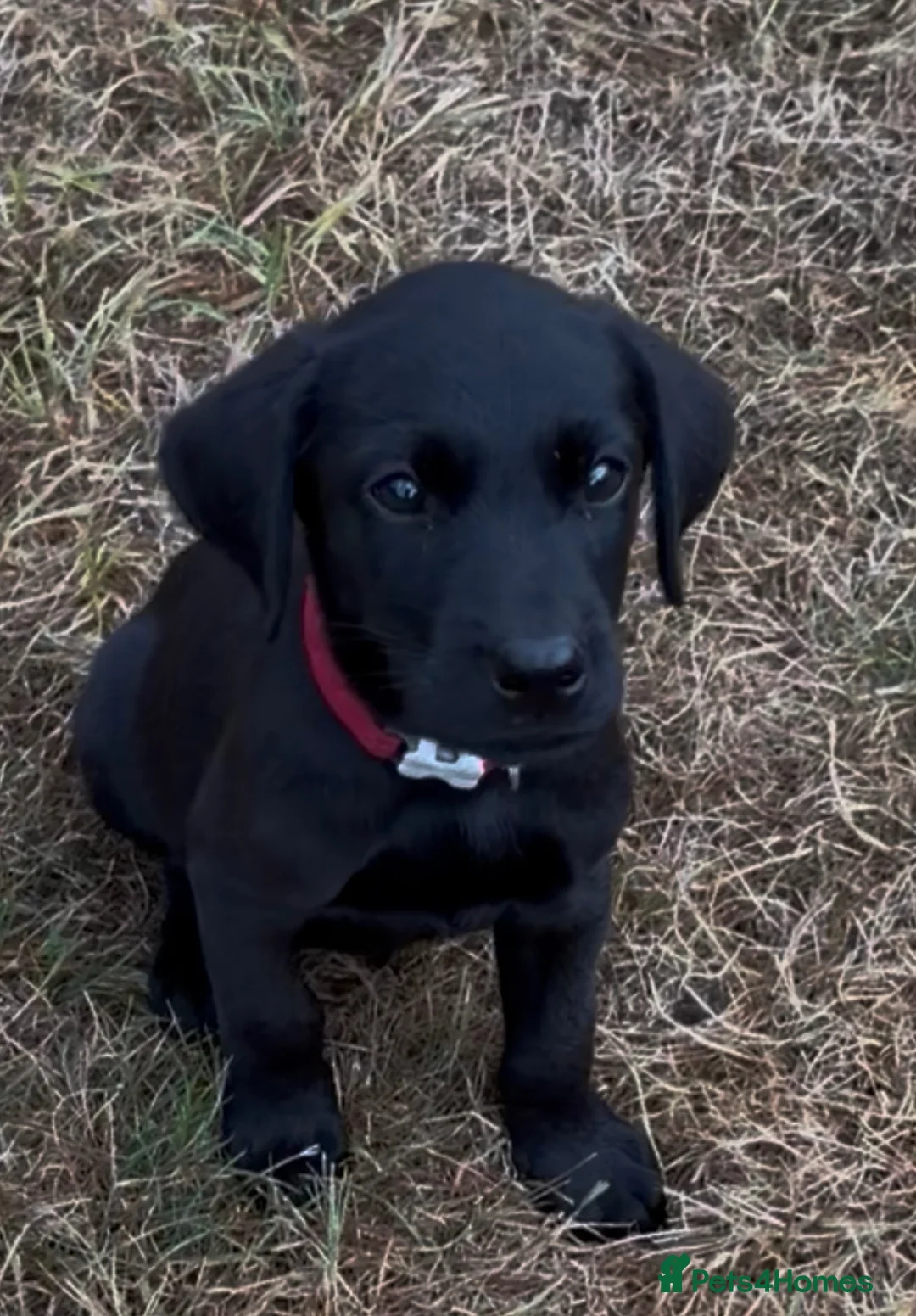 Labrador Retriever dogs for sale: 2 Boys Avaliable now for collection - Advert 2