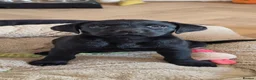 Labrador Retriever dogs for sale: 2 BEAUTIFUL BLACK BOY KC LABRADORS READY TO LEAVE - Advert 11