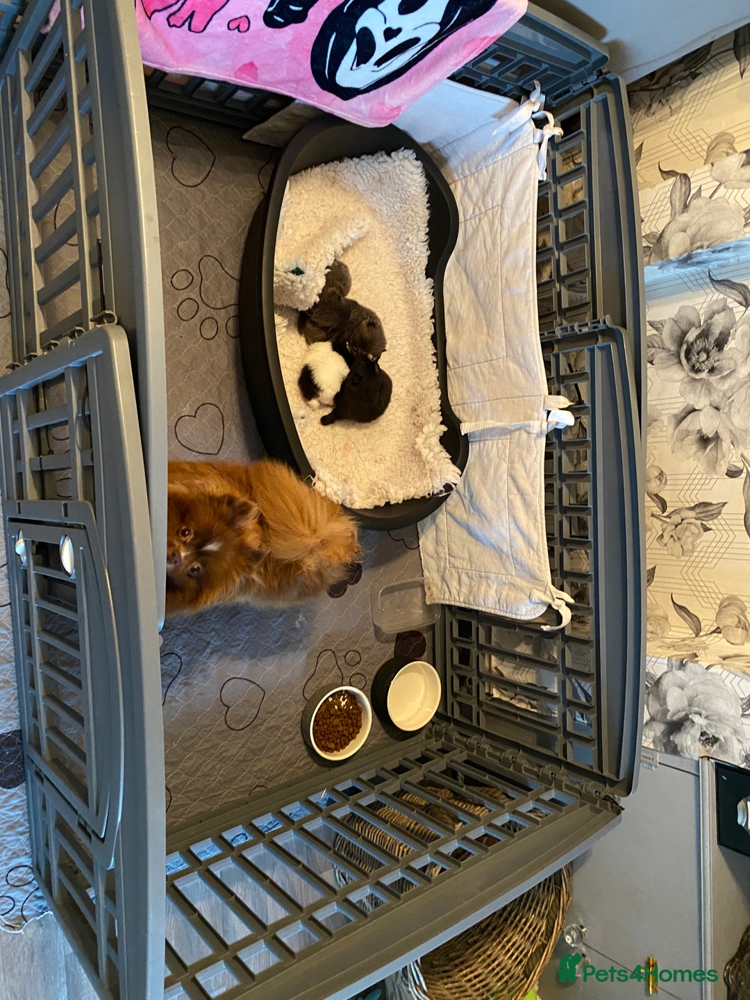 Pomeranian dogs for sale: Stunning Pomeranian puppies - Advert 13