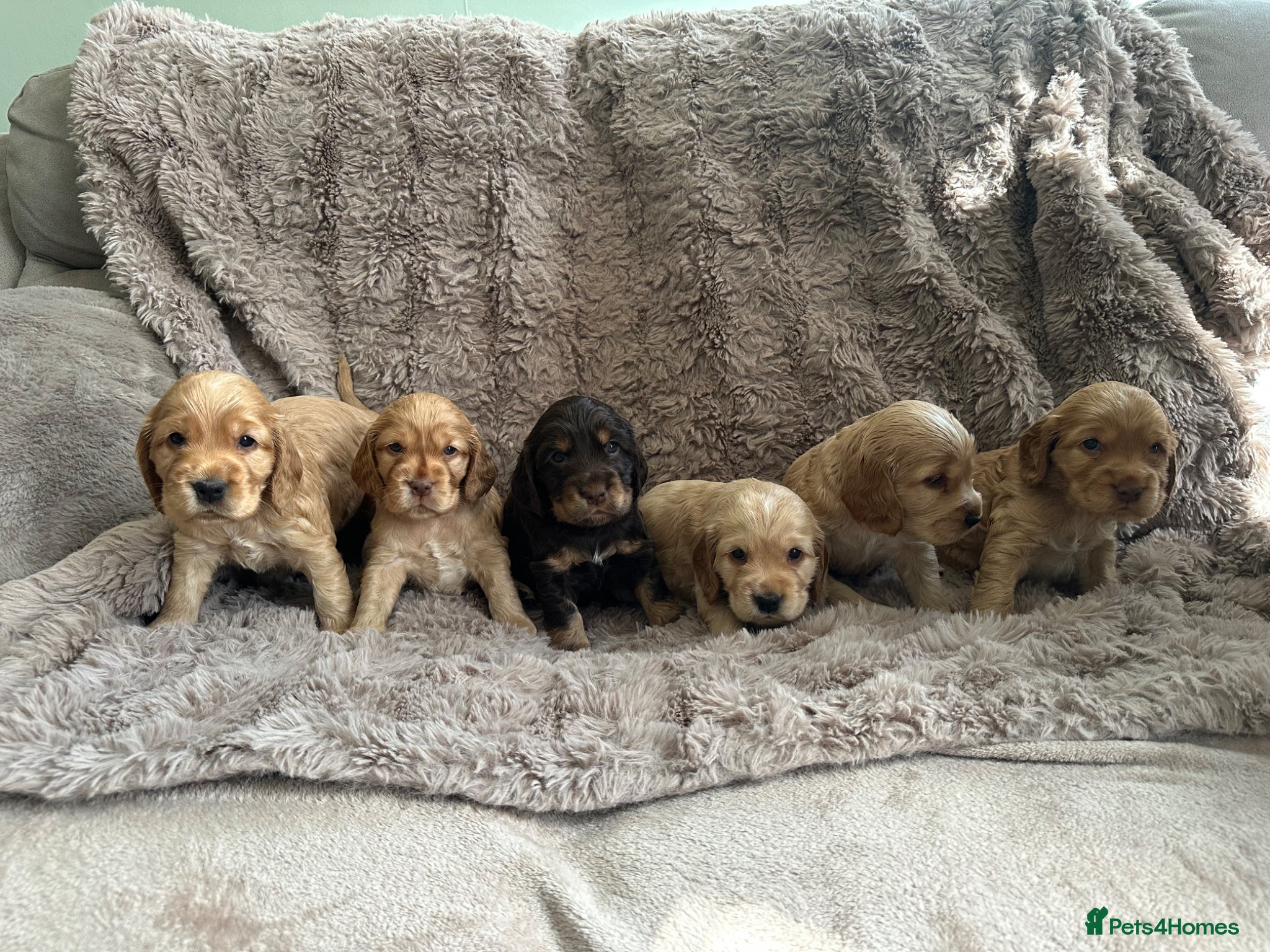 Cocker Spaniel dogs Show Cocker Spaniels  - Advert 2