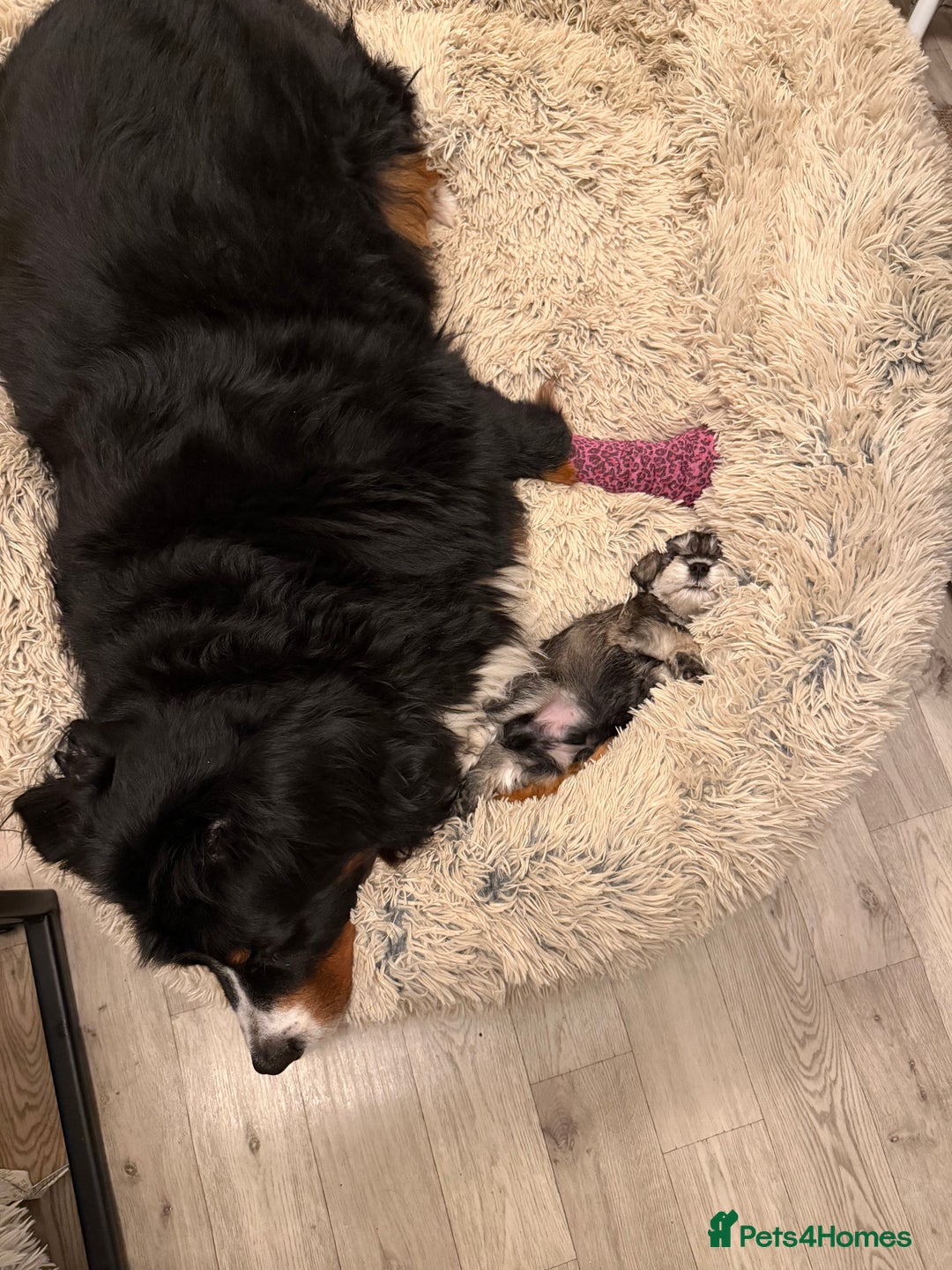 Miniature Schnauzer dogs for sale: One and only Jackie Miniature Shnauzer  - Advert 10