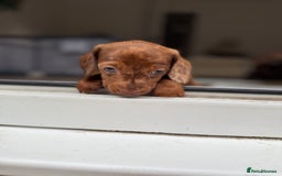 Mixed Breed dogs for sale: Beautiful chilled 3/4 Dacshund puppy - Image 5