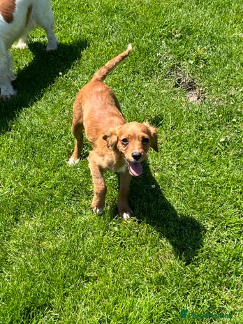 Mixed Breed dogs - Advert 17