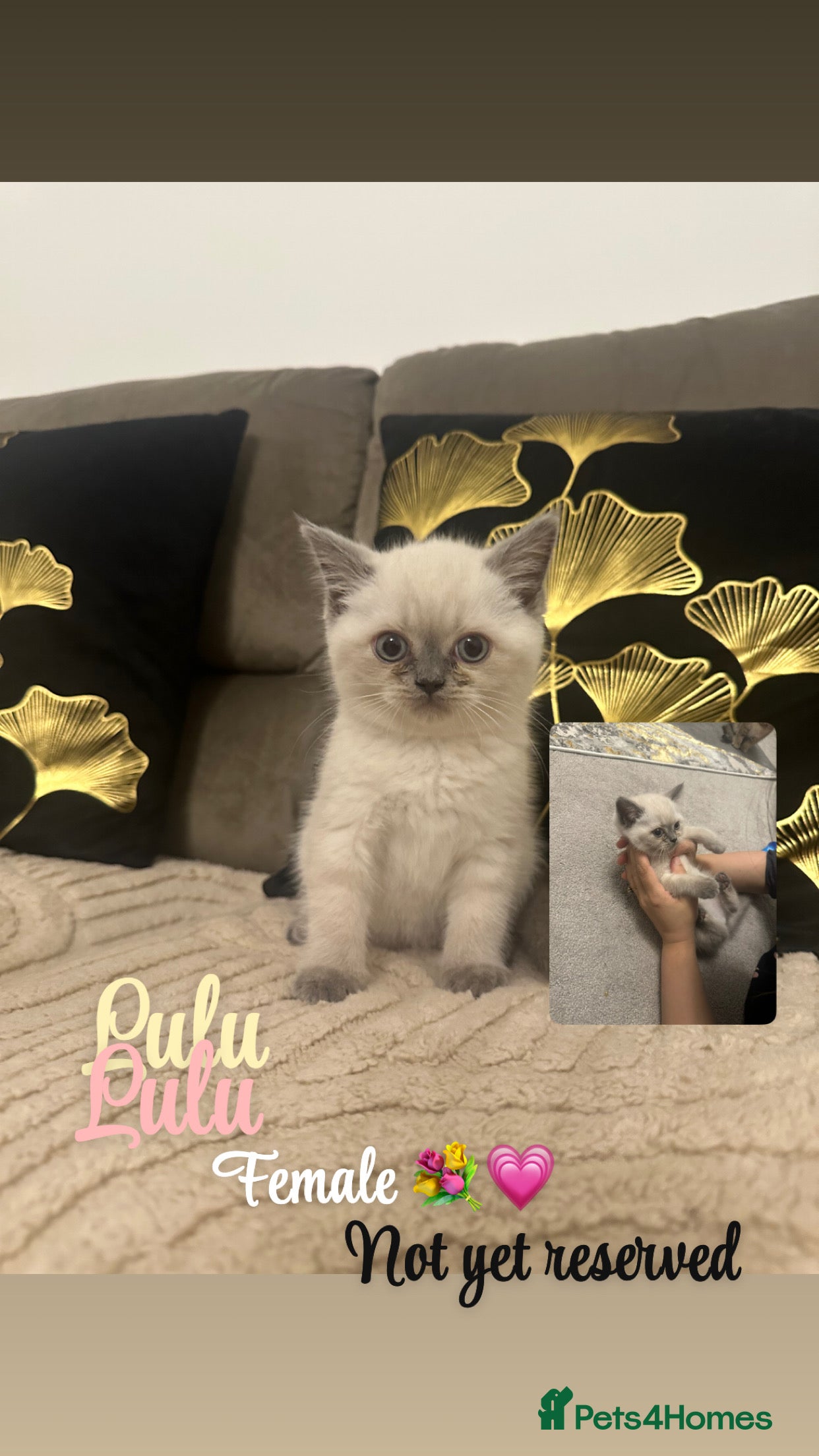 British Shorthair cats Sliver girl bsh  - Advert 2