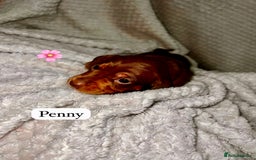 Miniature Dachshund dogs for sale: EXCEPTIONAL QUALITY MINIATURE DACHSHUND PUPPIES.  - Advert 2