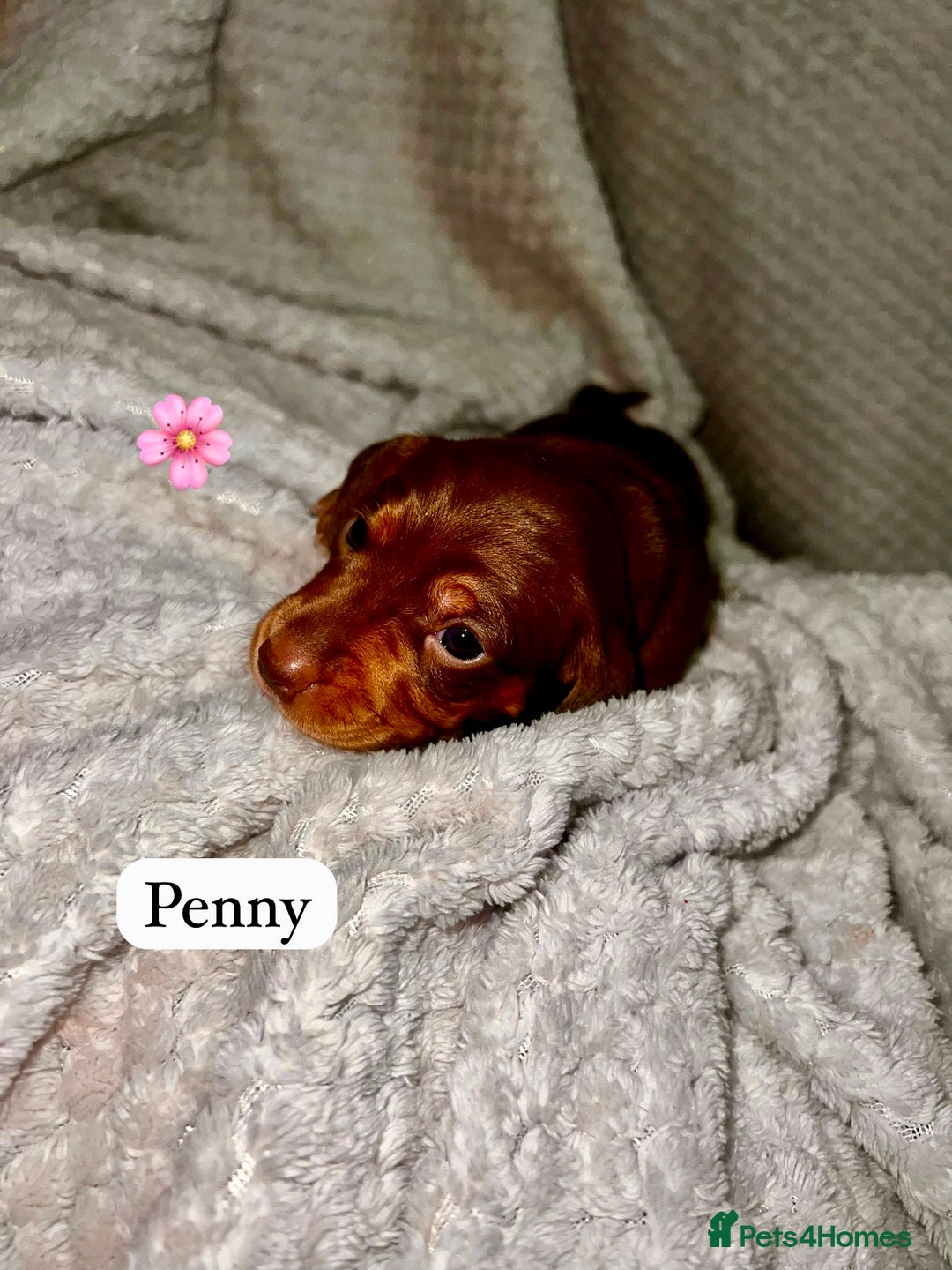 Miniature Dachshund dogs for sale: EXCEPTIONAL QUALITY MINIATURE DACHSHUND PUPPIES.  - Advert 2