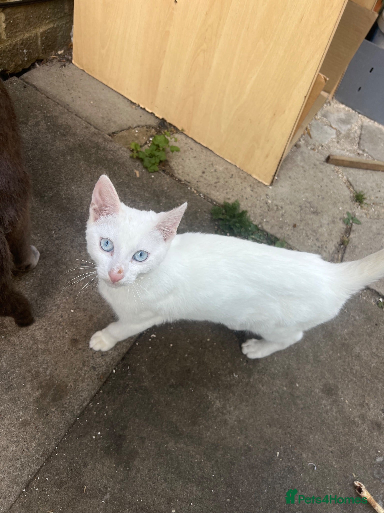 Domestic Shorthair cats Need a white Kitten? - Advert 23