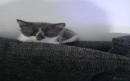 British Shorthair cats for sale: Kittens  for sale - Image 5