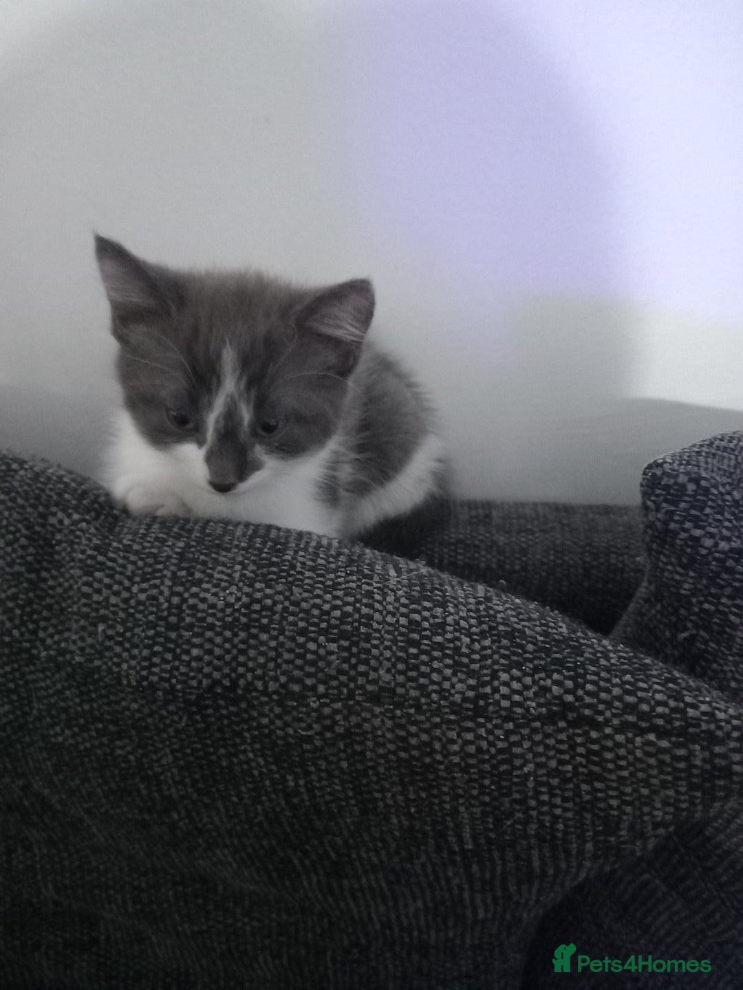 British Shorthair cats for sale: Kittens  for sale - Image 5