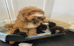 Cockapoo dogs for sale: Beautiful cockapoo pups - Image 2