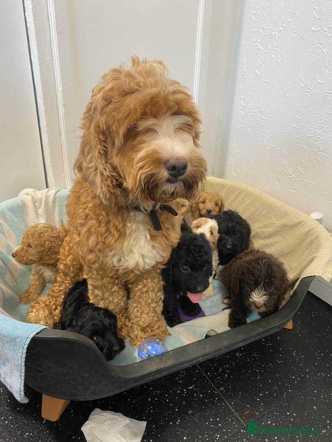 Cockapoo dogs for sale: Beautiful cockapoo pups - Image 2