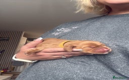 Cocker Spaniel dogs for sale: Gorgeously adorable Show Cocker Spaniels - Advert 6