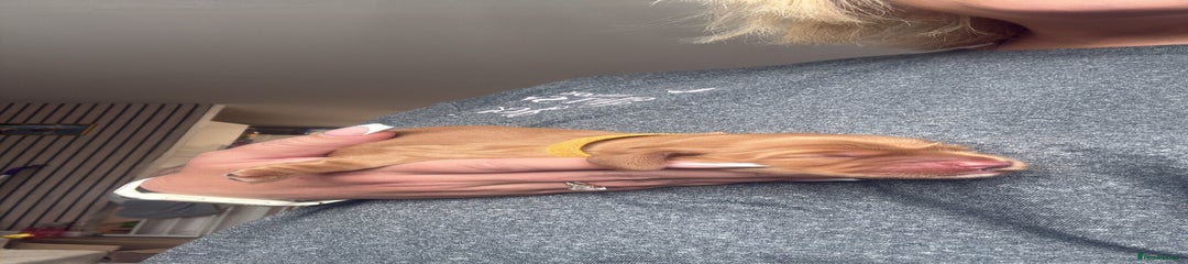 Cocker Spaniel Puppy 1