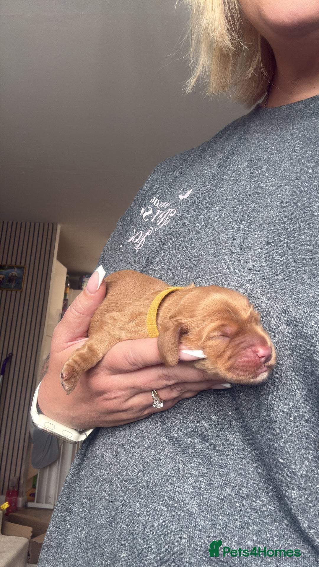 Cocker Spaniel dogs for sale: Gorgeously adorable Show Cocker Spaniels - Advert 6