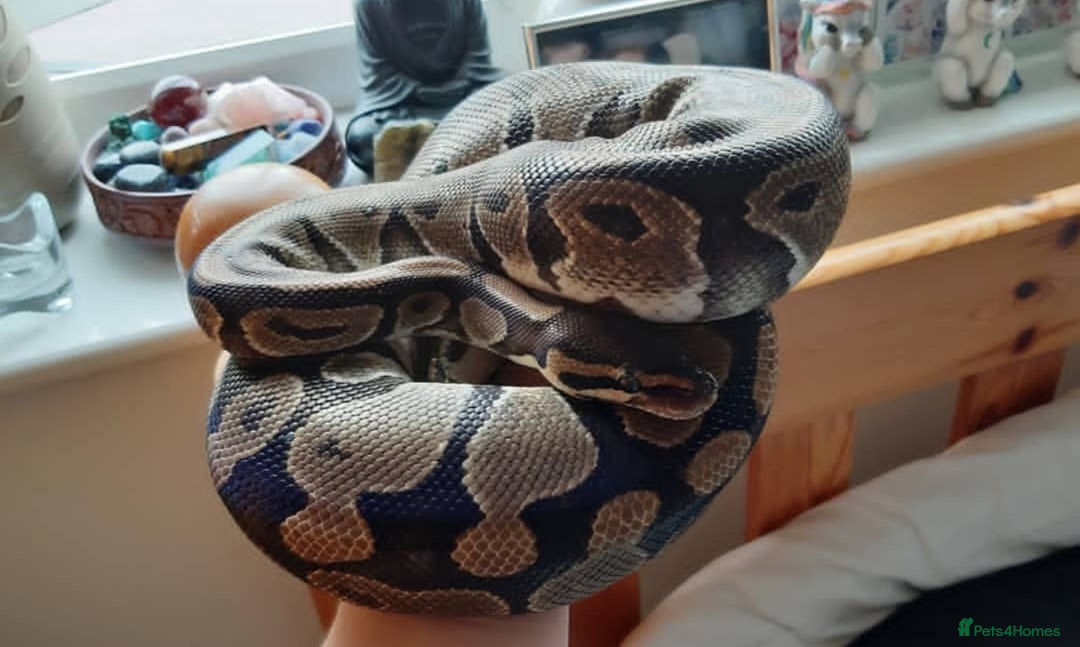Python Snake reptiles for sale: Ball Pythons Male & Female - Advert 4