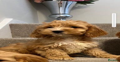 Cockapoo dogs - Advert 7