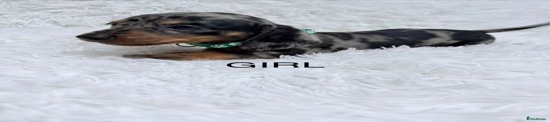 Miniature Dachshund Puppy 2