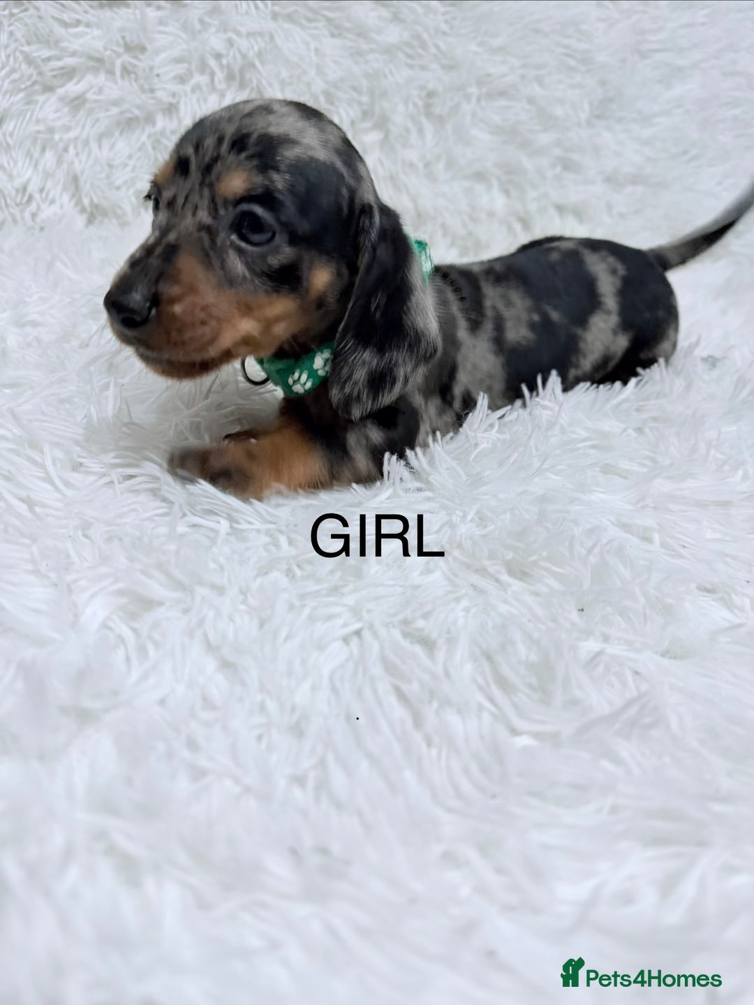 Miniature Dachshund dogs for sale: Miniature Dachshund Puppies  - Advert 6