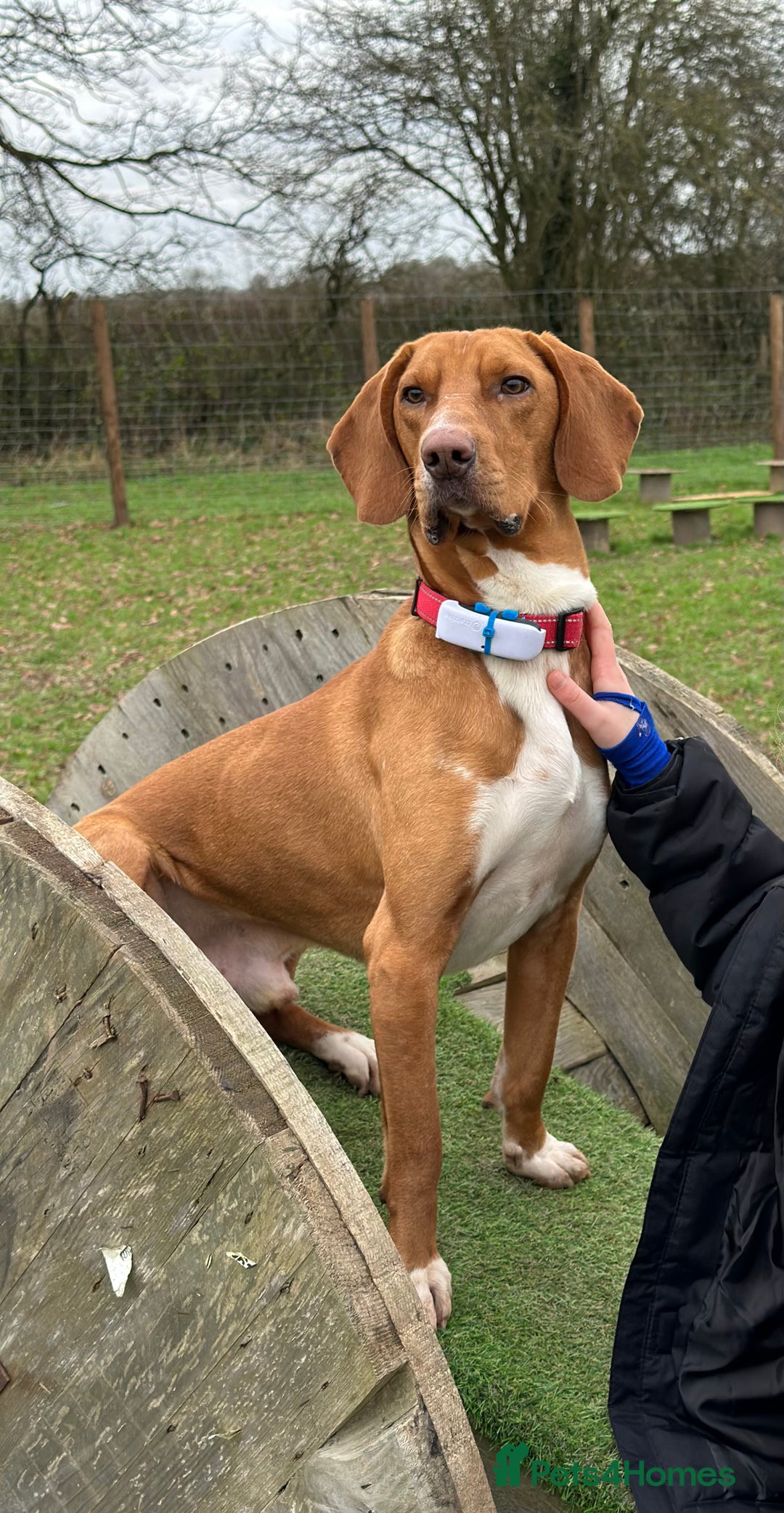 Bavarian Mountain Hound dogs for sale: Zoro needs a new home - Image 3