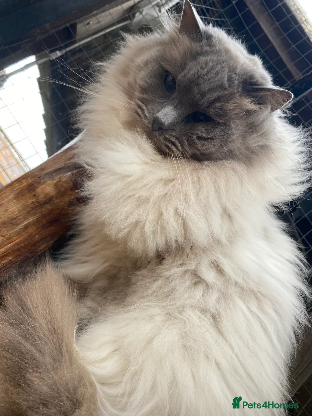 Ragdoll cats for stud: Stud Gccf Active duel Tica blue point  in Grantham - Advert 18