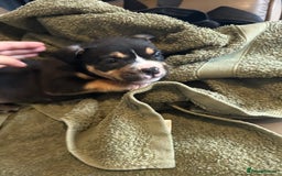 Mixed Breed dogs for sale: Pocket bully - Image 5
