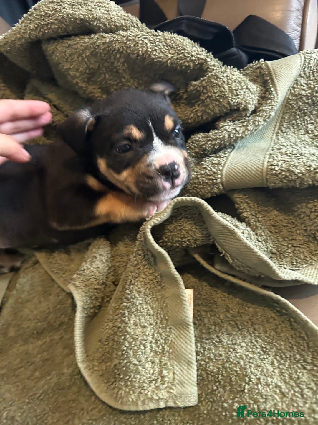 Mixed Breed dogs for sale: Pocket bully - Image 5
