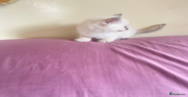 Ragdoll cats - Advert 8