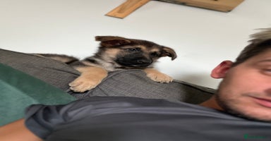 German Shepherd dogs - Advert 1