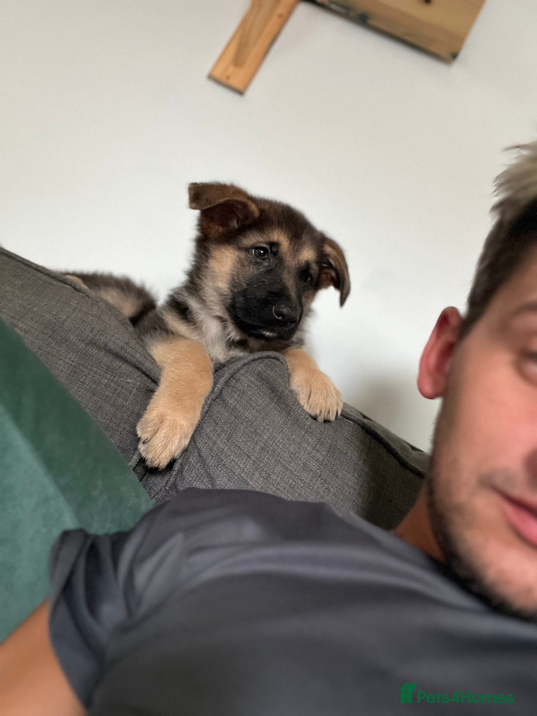 German Shepherd dogs for sale: German shepherd puppy - Image 3