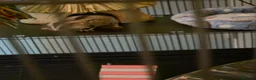 Sugar Glider rodents for sale: Pair of suger glider  in Gravesend - Advert 5
