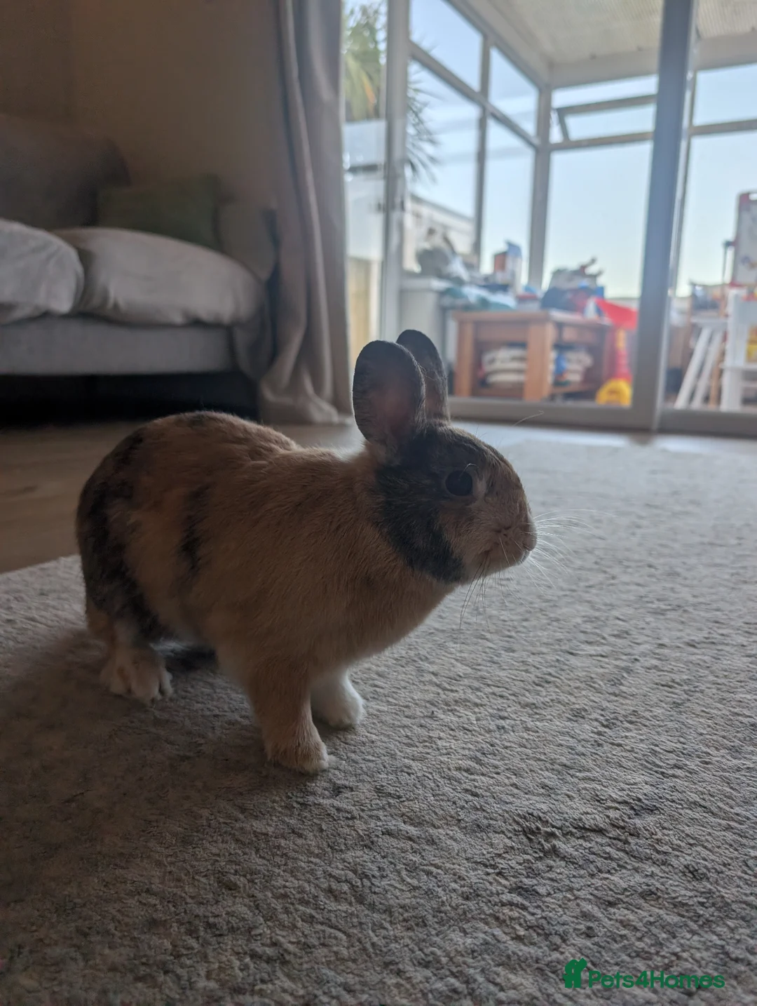 Mixed Breed rabbits for sale: Bonded pair  in Cardigan - Advert 7