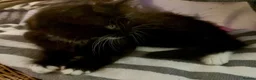 Mixed Breed cats for sale: Kittens looking for forever Homes - Advert 13