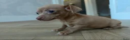 Chiweenie dogs for sale: Stunning Micro Chiweenie Last One - Smallest in UK - Advert 15