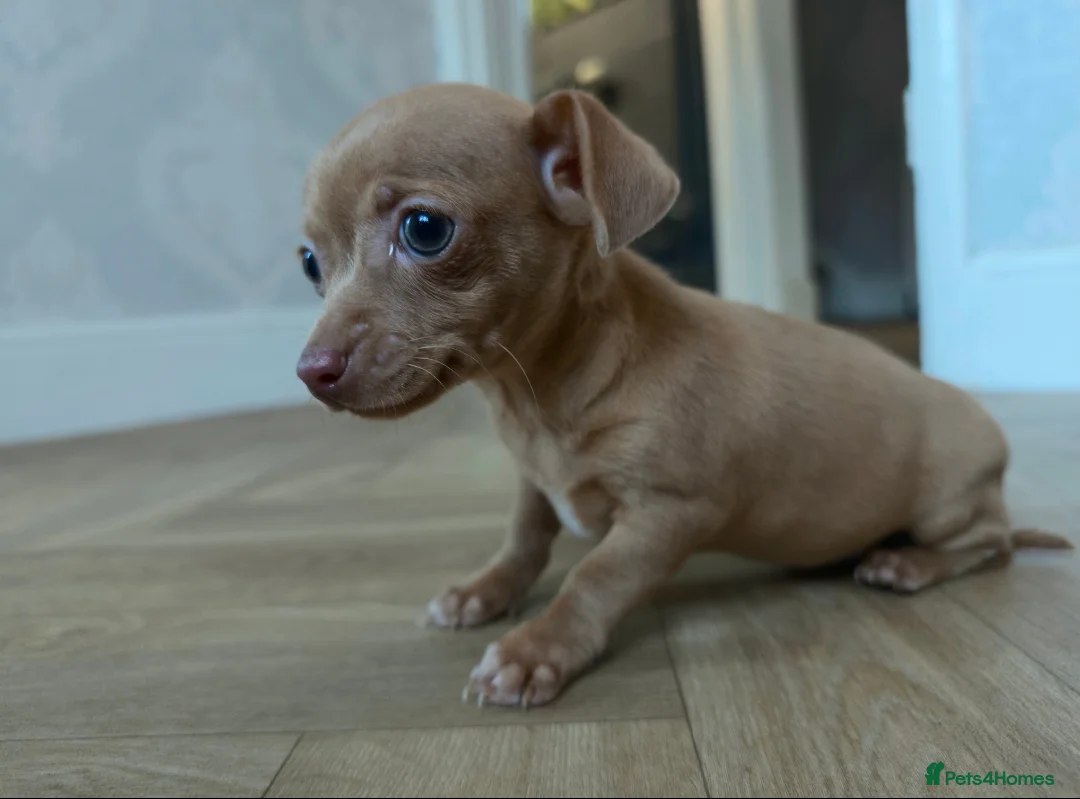 Chiweenie dogs for sale: Stunning Micro Chiweenie Last One - Smallest in UK - Advert 15
