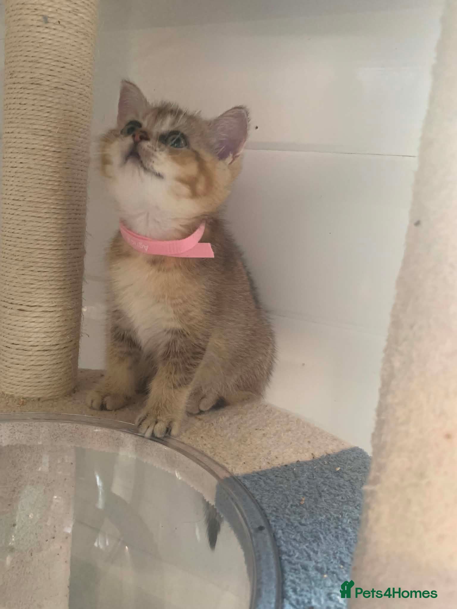 British Shorthair cats BSH 11 weeks old Rare Shaded colours  - Advert 2