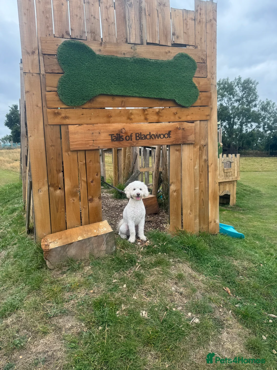 Cavachon dogs for sale: Apricot Cavapoochon - Juno - Advert 3
