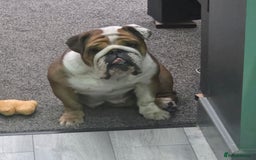English Bulldog dogs for sale: Rehoming 5 year old female standard red and white  - Image 1