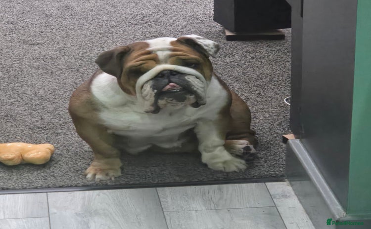 English Bulldog dogs - Advert 11