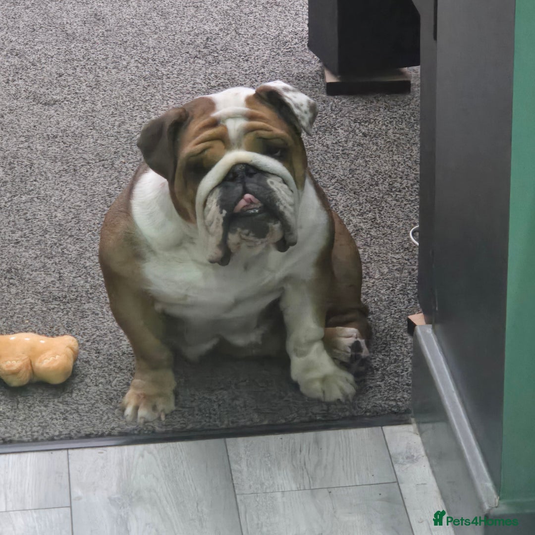 English Bulldog dogs for sale: Rehoming 5 year old female standard red and white  - Image 1