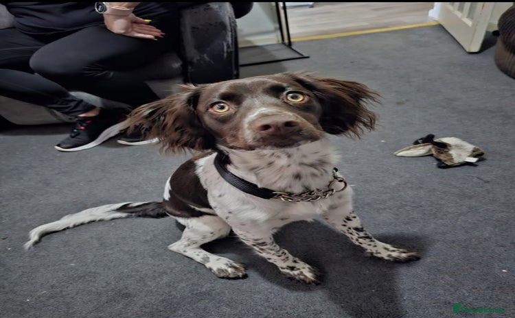 English Springer Spaniel dogs - Advert 1