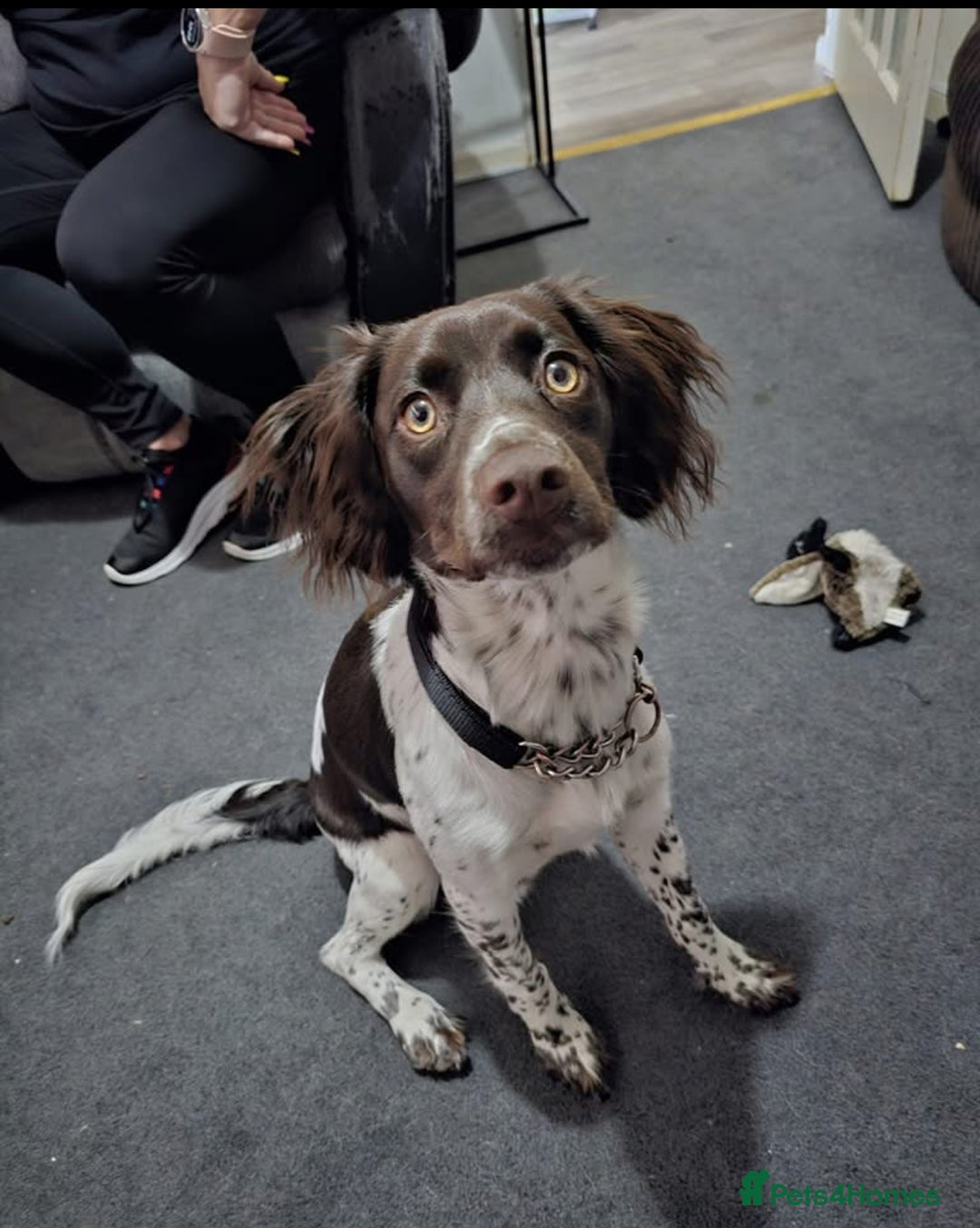 English Springer Spaniel dogs for sale: Coco springer spaniel - Image 1